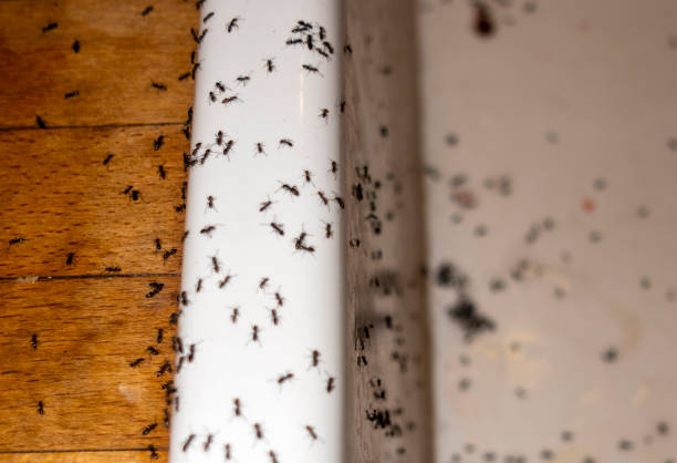 Best Exterminator Services  in Dorneyville, PA