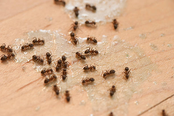 Best Pest Prevention Services  in Dorneyville, PA