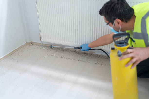 Best Flea Control Services  in Dorneyville, PA